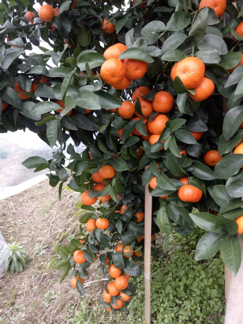 荔浦砂糖桔新产地六万亩丰产代办打蜡清洗包装找车预售