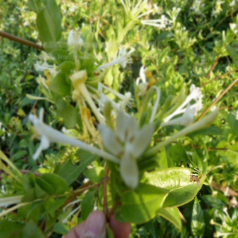 云南玉溪纯野生金银花不用化肥农药种植本味的