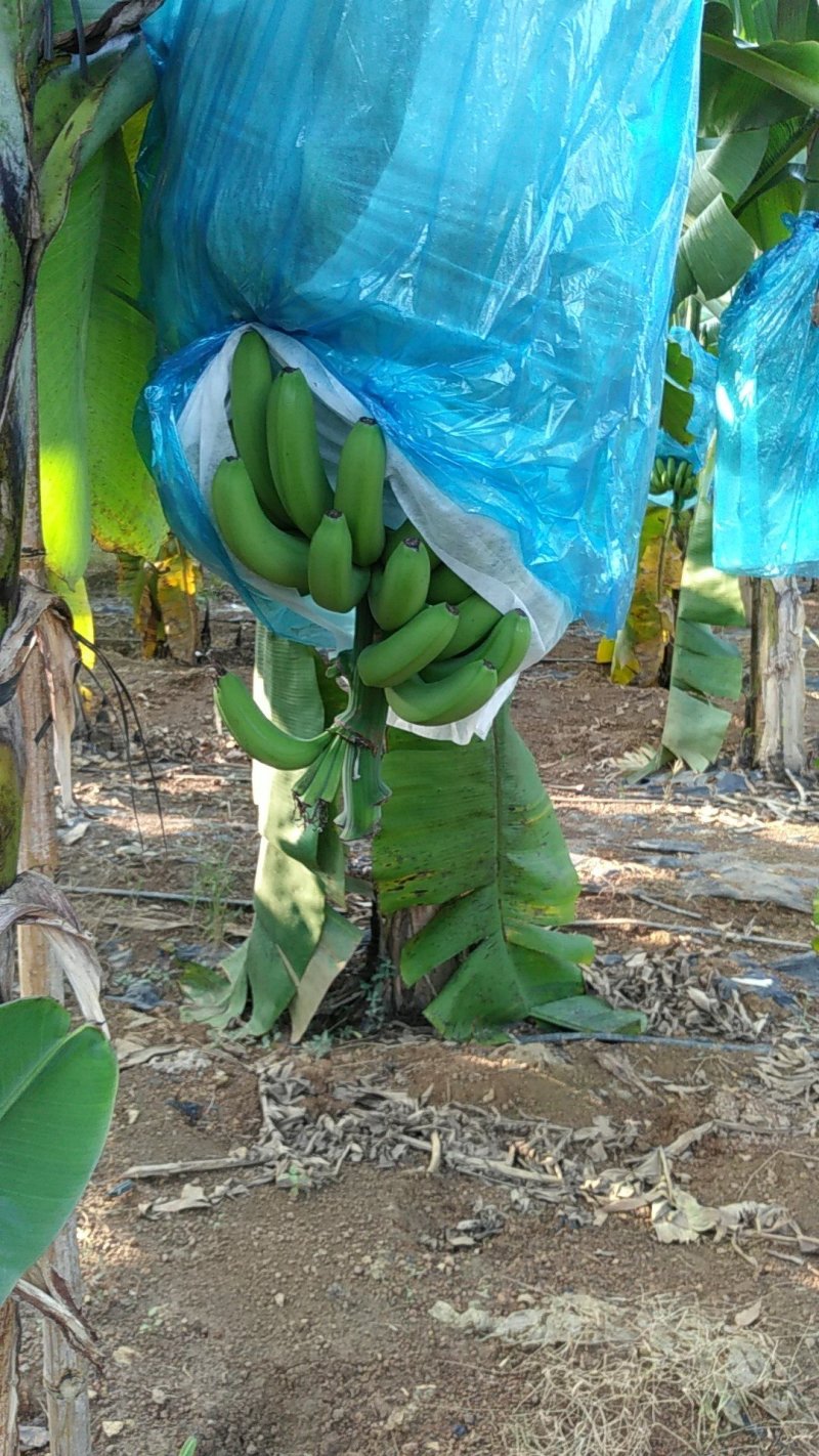 威廉斯香蕉