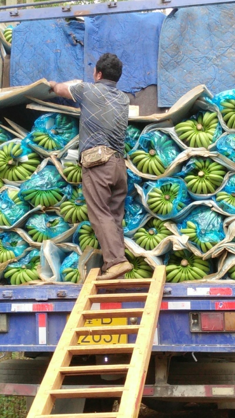 威廉斯香蕉