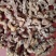 黄精，野生黄精