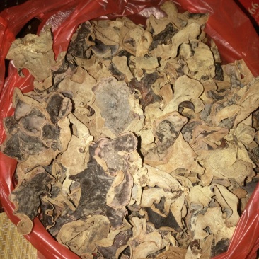 椴木毛木耳