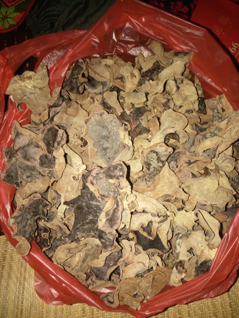 椴木毛木耳