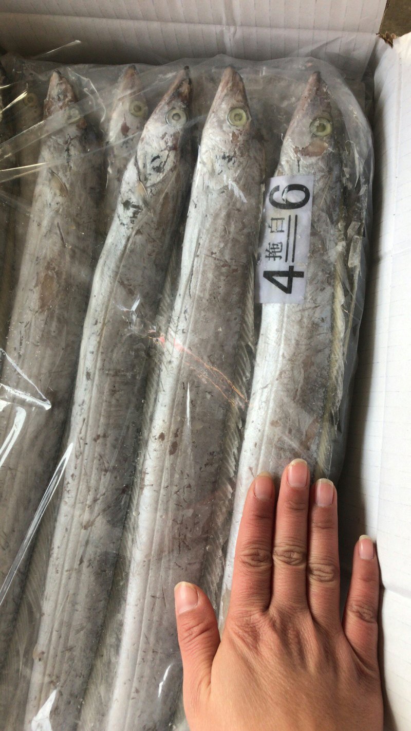 带鱼鱿鱼虾皮凤尾鱼