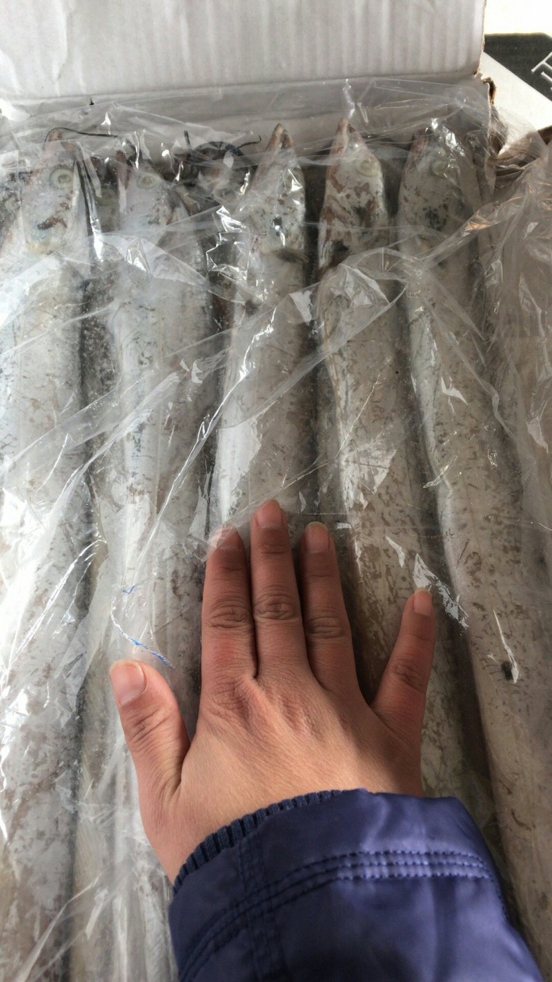 带鱼鱿鱼虾皮凤尾鱼