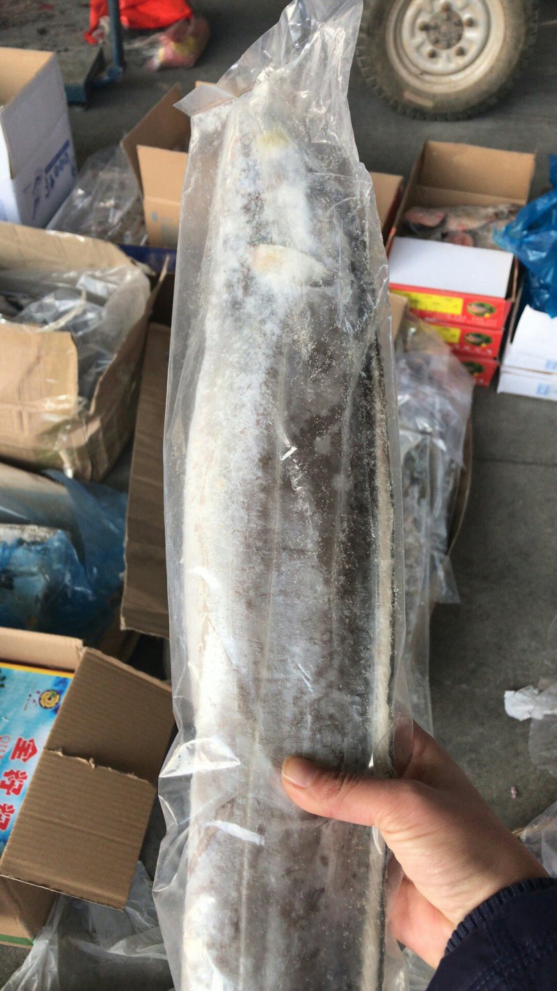 带鱼鱿鱼虾皮凤尾鱼