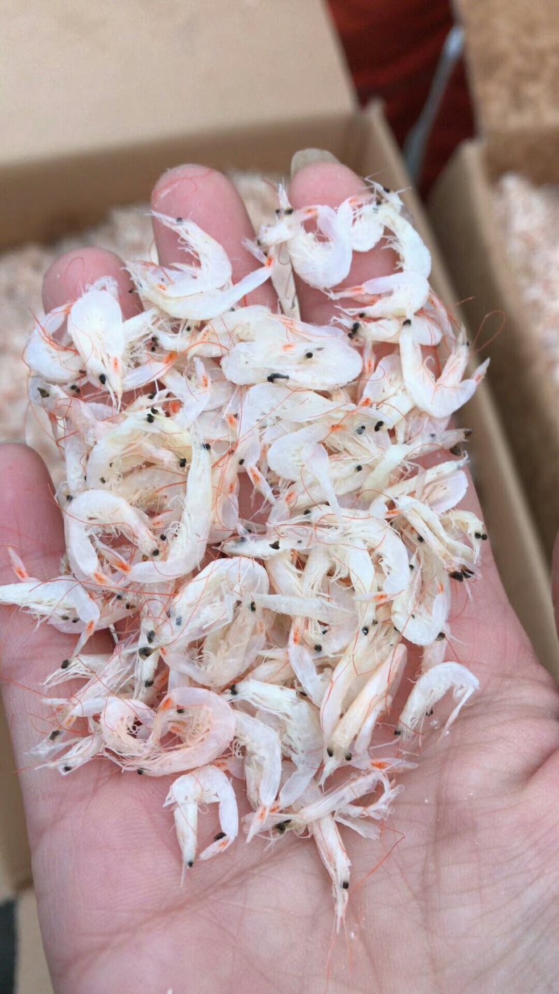 带鱼鱿鱼虾皮凤尾鱼