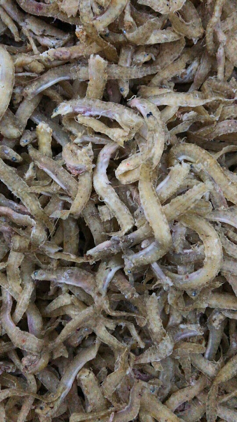 带鱼鱿鱼虾皮凤尾鱼