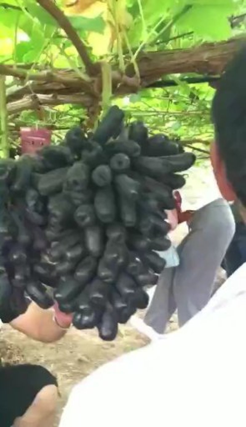 甜蜜蓝宝石葡萄苗百棵起售