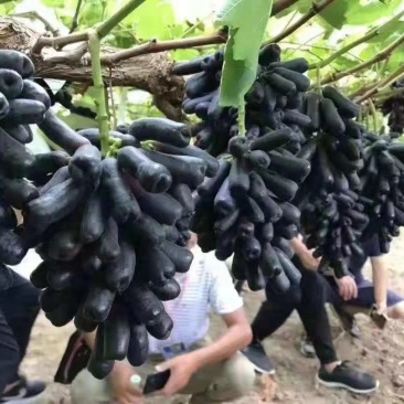 甜蜜蓝宝石葡萄苗百棵起售