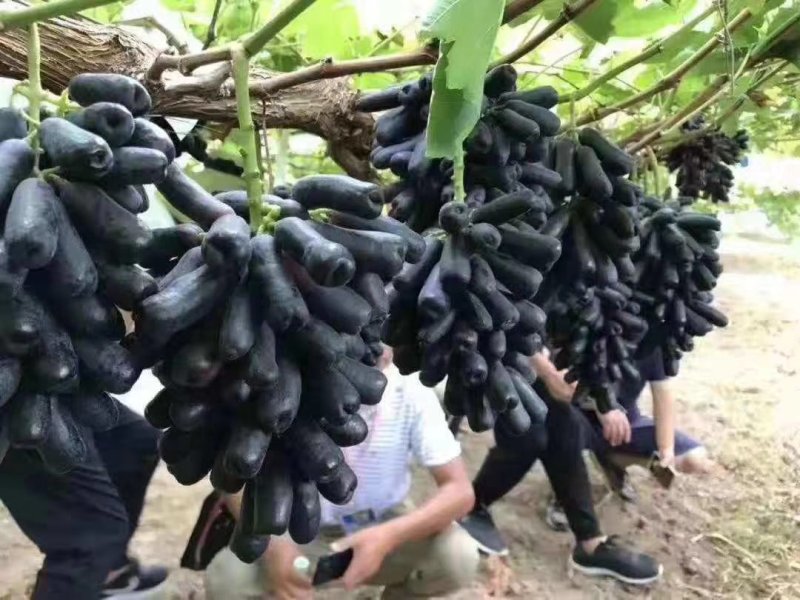 甜蜜蓝宝石葡萄苗百棵起售