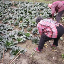 黑塌菜如皋特产