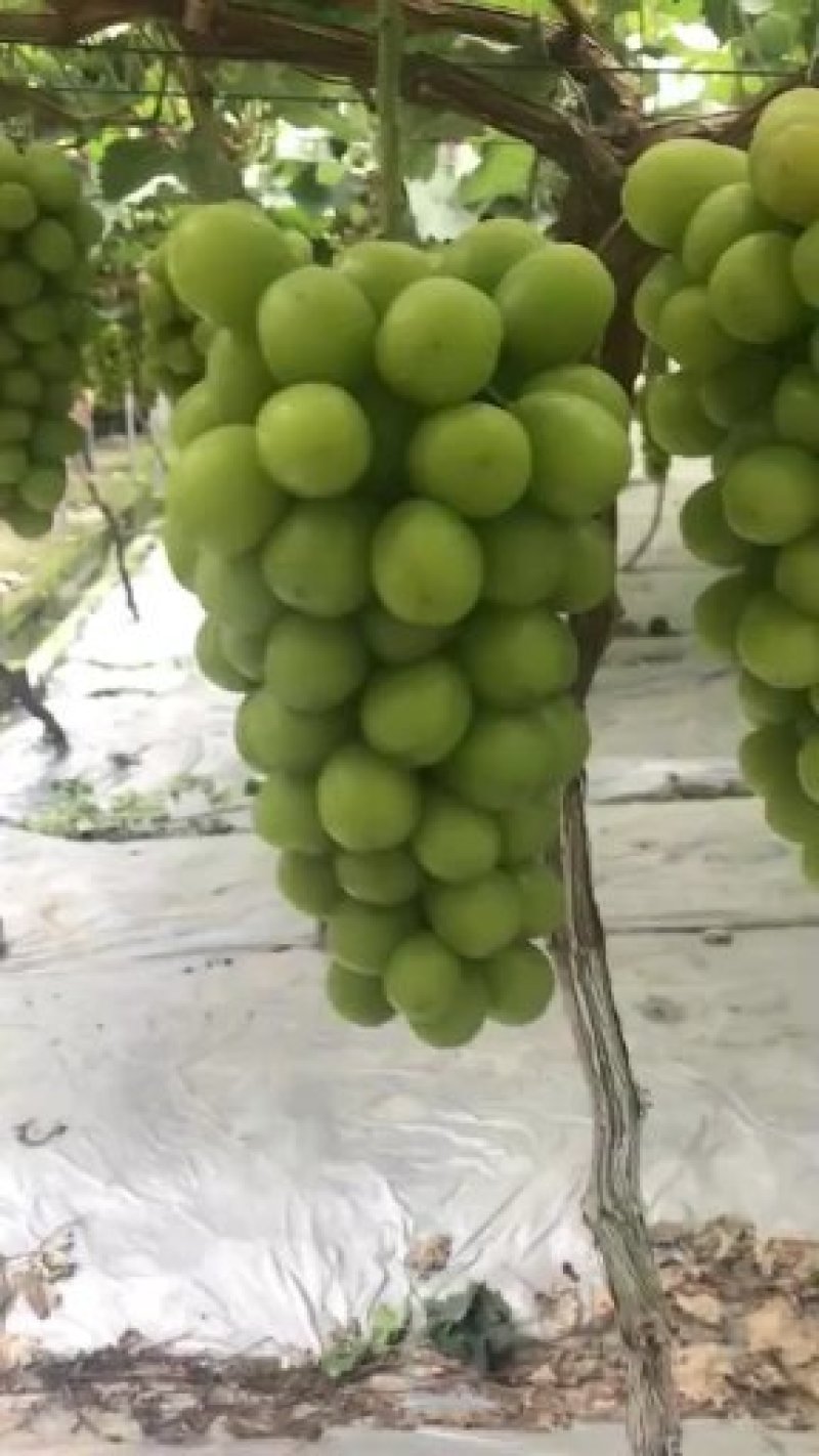 阳光玫瑰葡萄苗百棵起售。