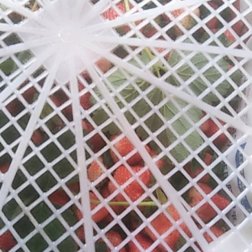 一万斤草莓🍓打包中