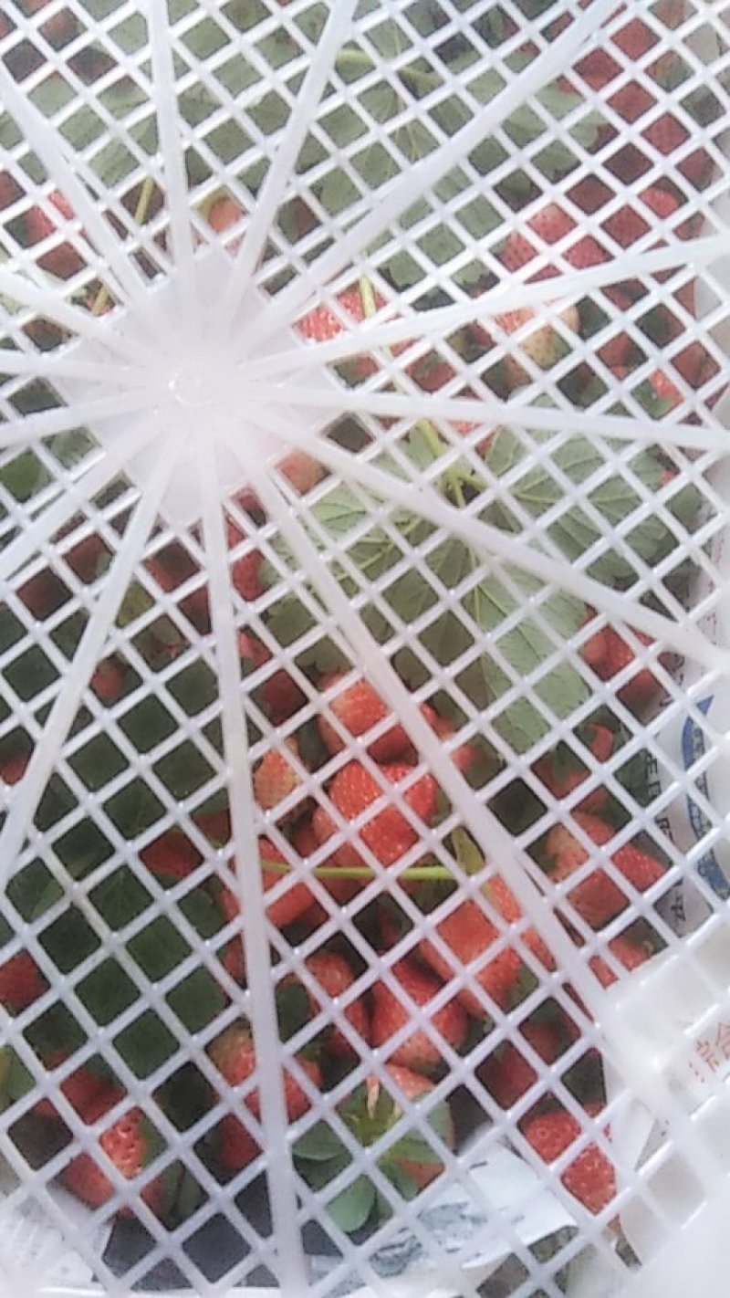 一万斤草莓🍓打包中