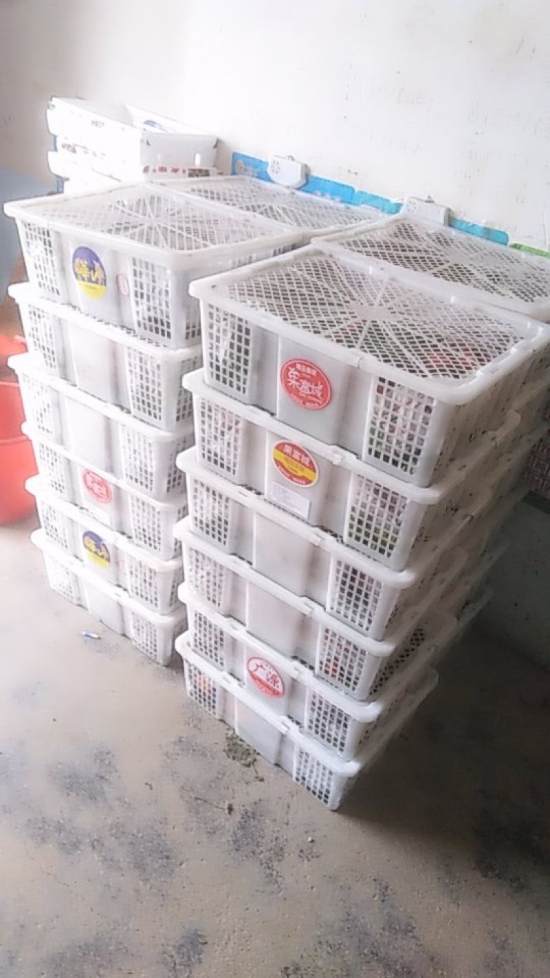 一万斤草莓🍓打包中