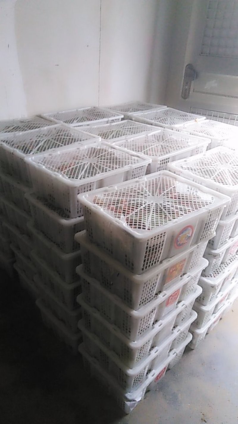 一万斤草莓🍓打包中