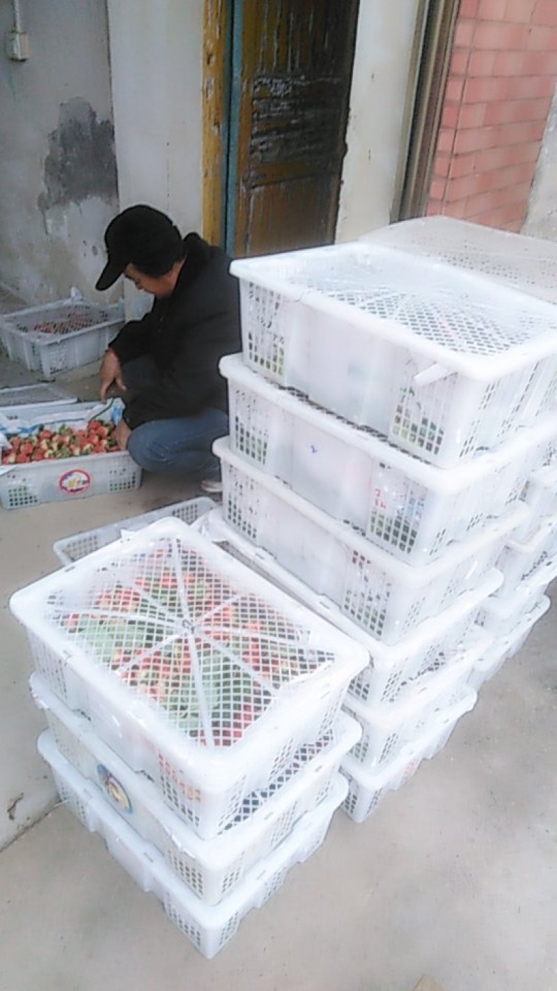 一万斤草莓🍓打包中