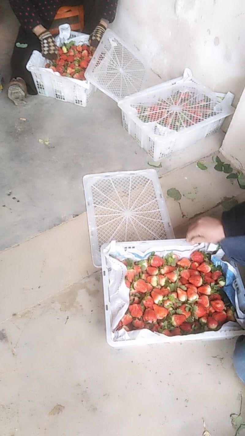 一万斤草莓🍓打包中