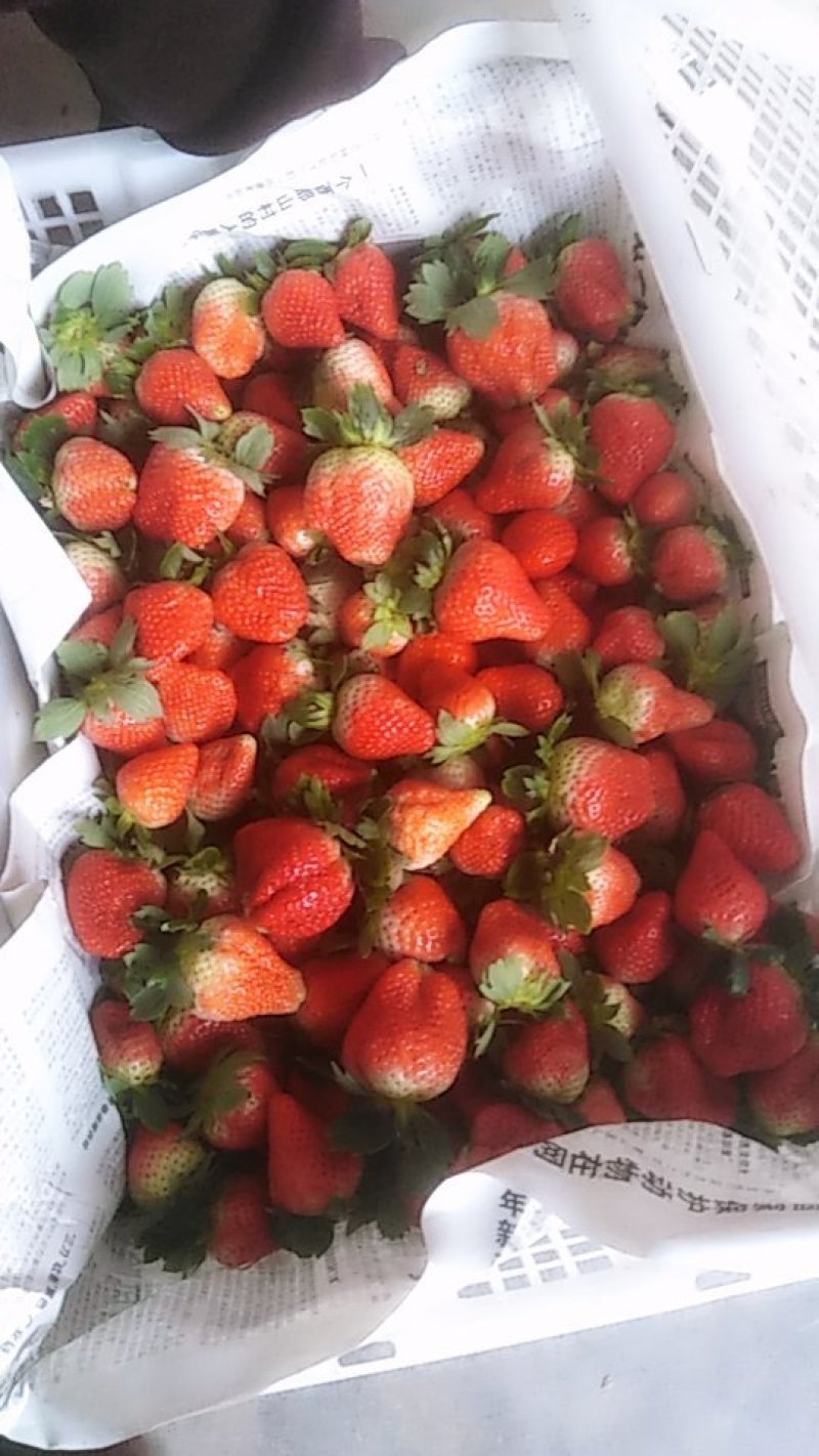 一万斤草莓🍓打包中