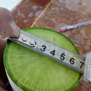 绿翡翠水果萝卜