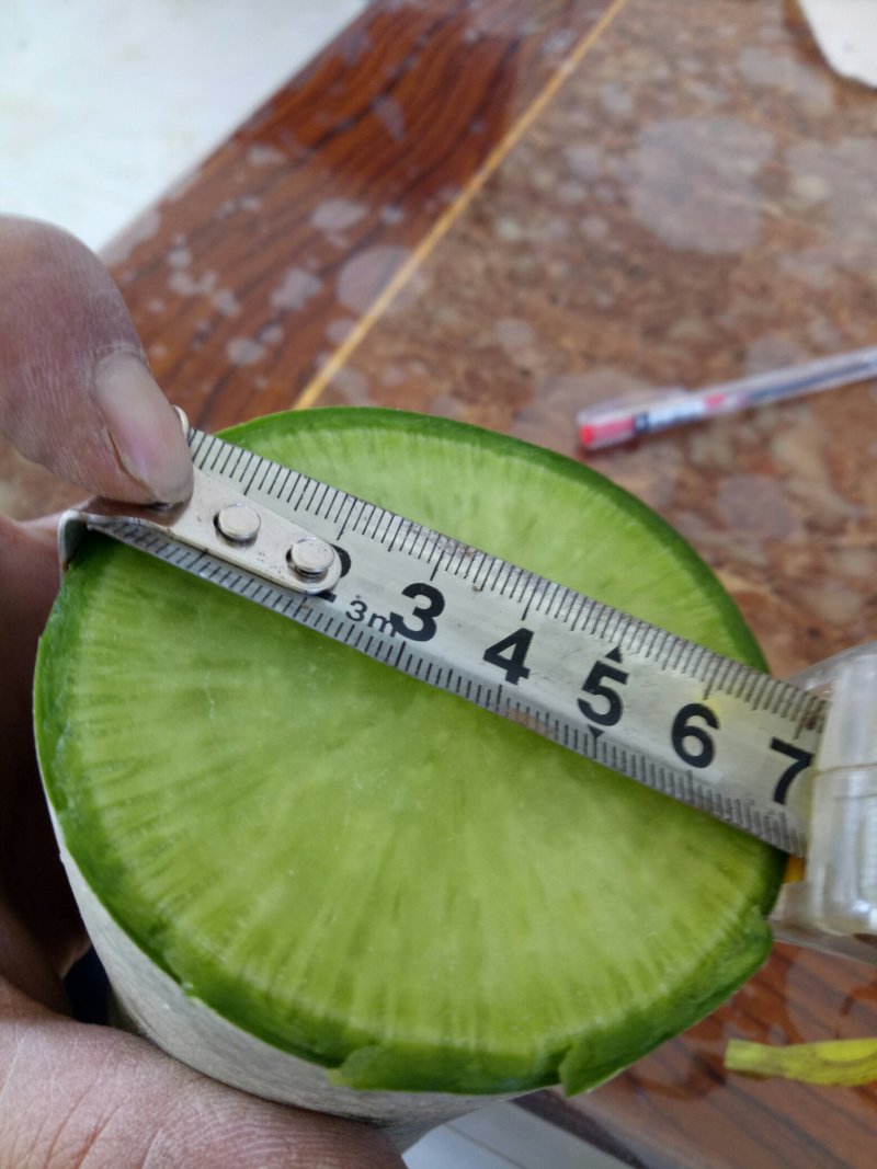绿翡翠水果萝卜