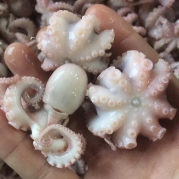 章鱼水产短腿八爪鱼去内脏！涮火锅水产章鱼八爪鱼