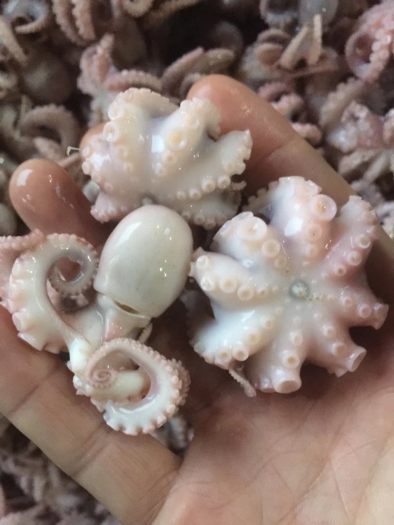 章鱼水产短腿八爪鱼去内脏！涮火锅水产章鱼八爪鱼