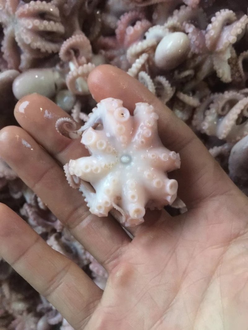 章鱼水产短腿八爪鱼去内脏！涮火锅水产章鱼八爪鱼