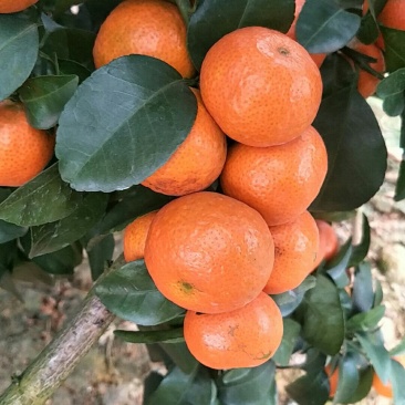 砂糖橘