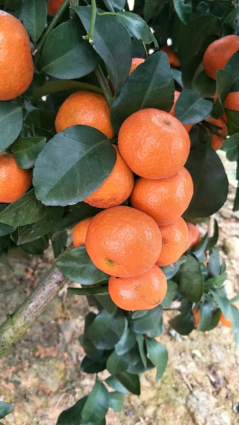 砂糖橘
