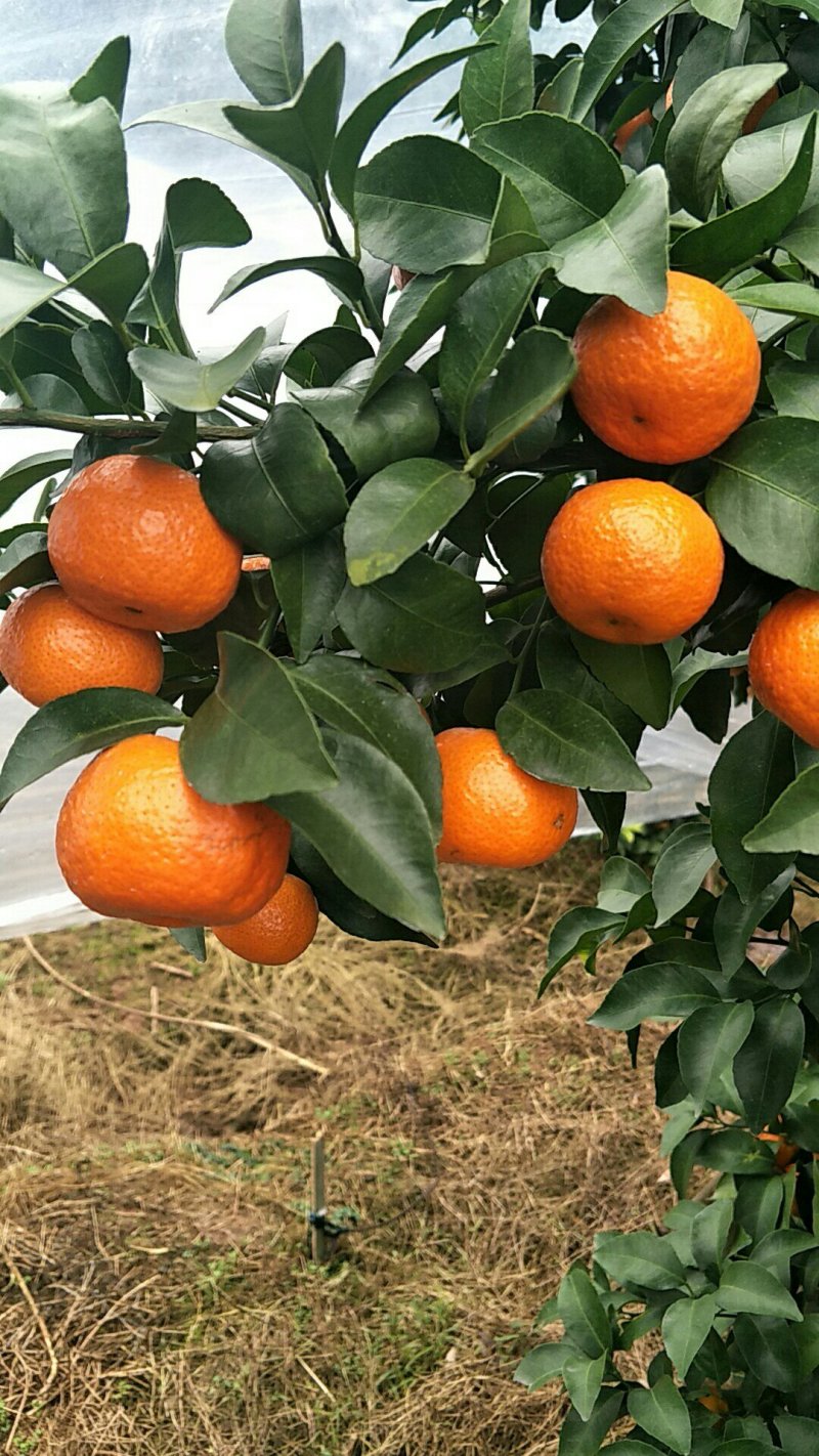 砂糖橘