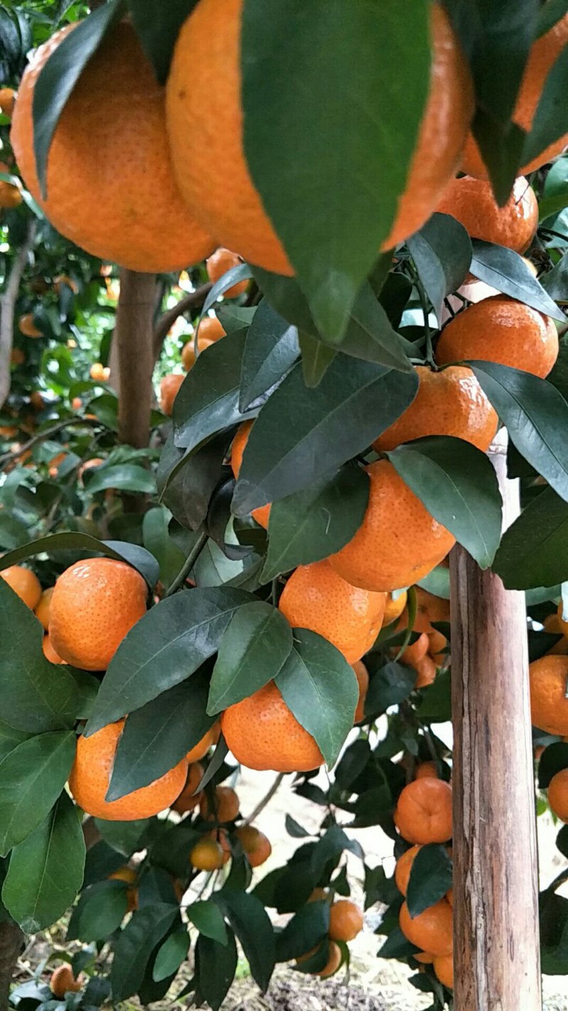 砂糖橘