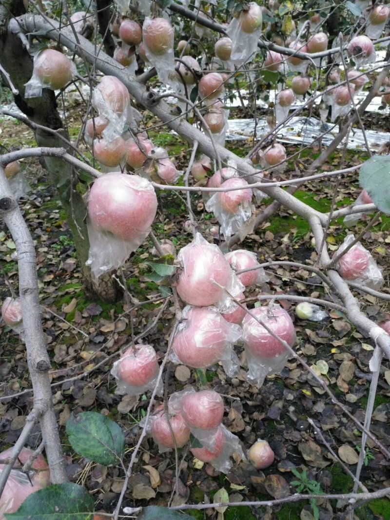 陕西富平红富士苹果