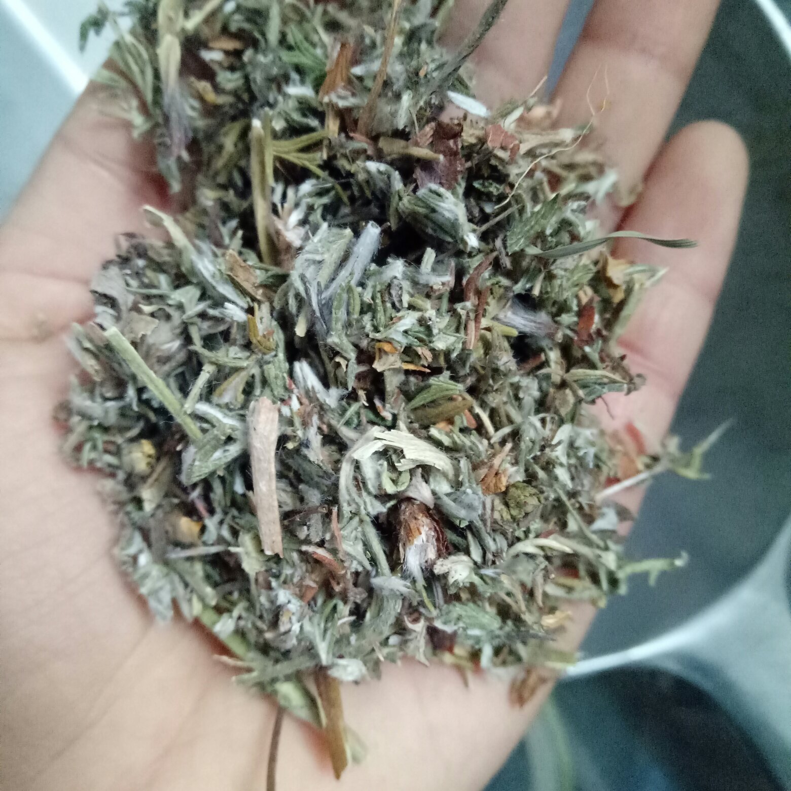 云南野生中药材翻白草