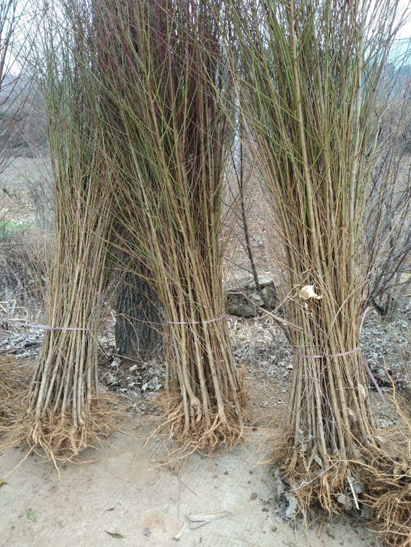 毛桃树苗毛桃苗桃树苗枮木毛桃实生毛桃野生毛桃桃树占地嫁接