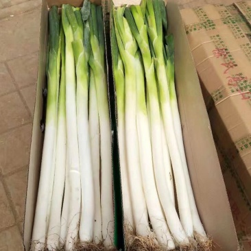 章丘礼盒大葱