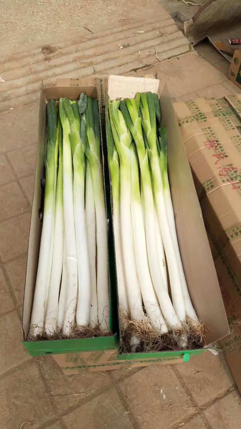 章丘礼盒大葱