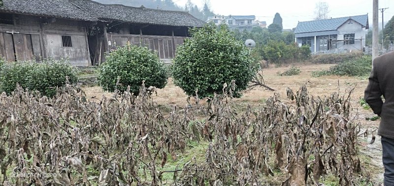 花卉盆景