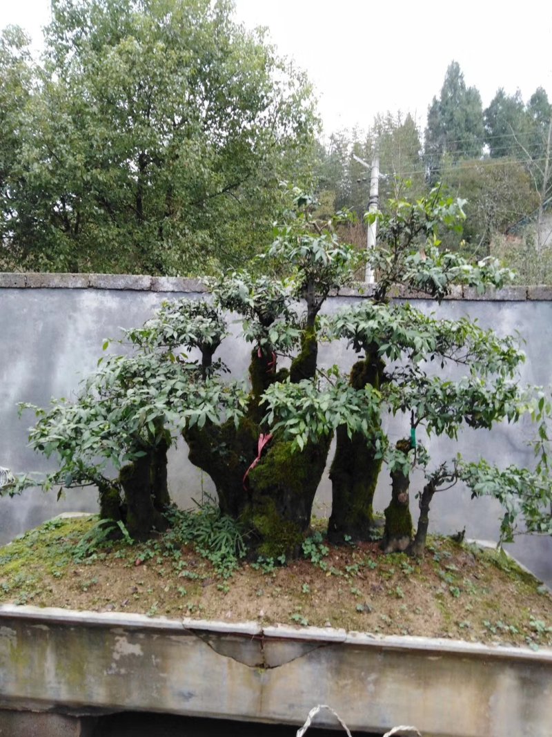 花卉盆景