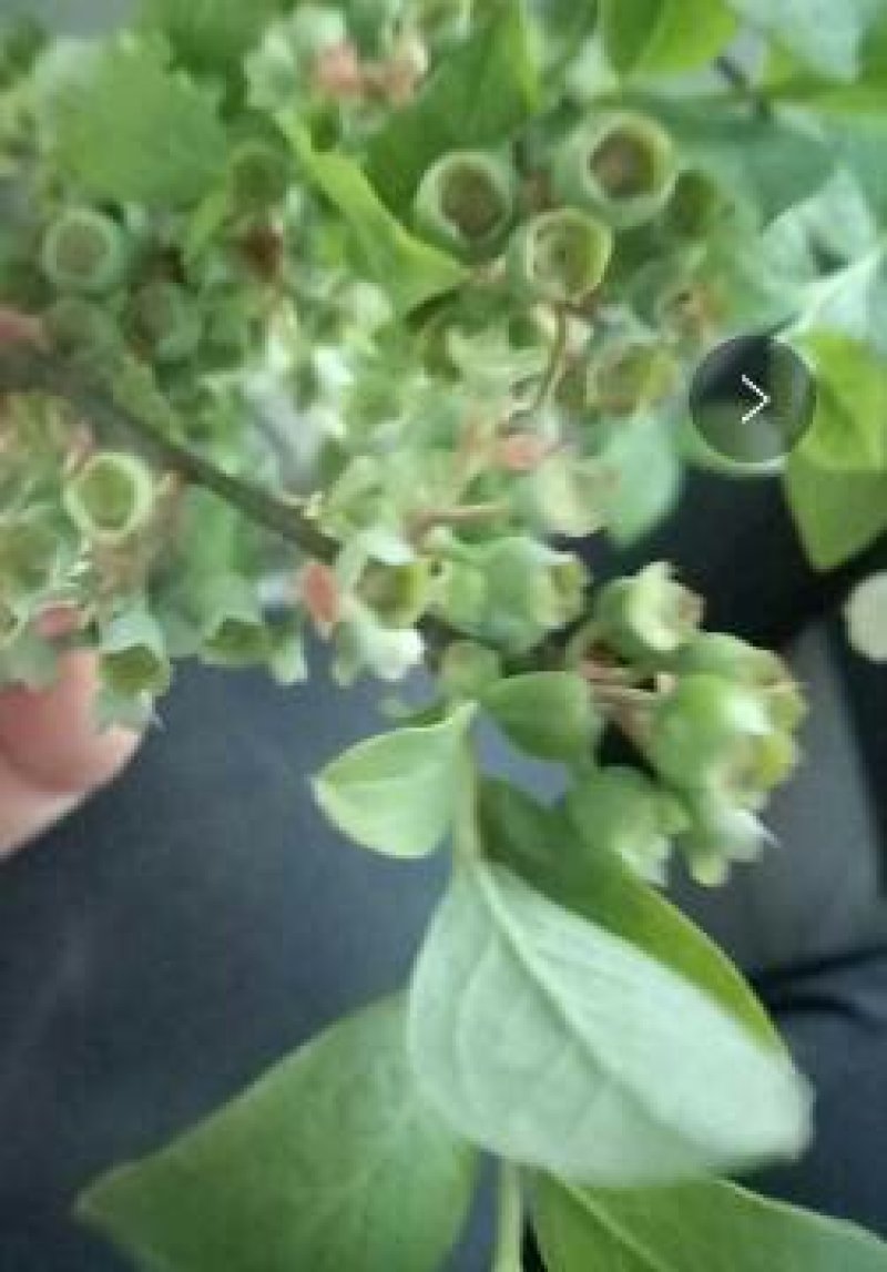 蓝莓