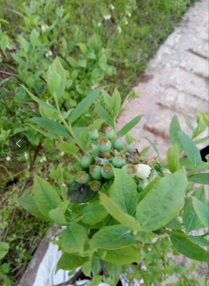 蓝莓