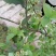 蓝莓