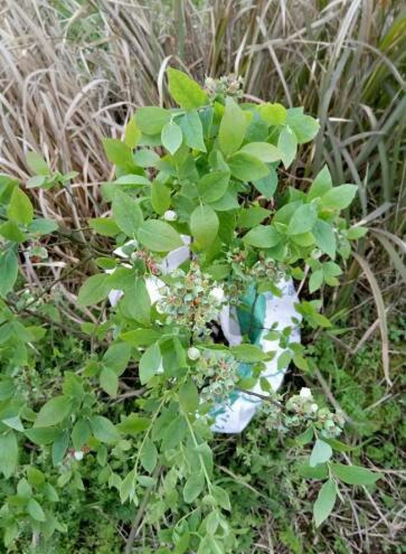 蓝莓
