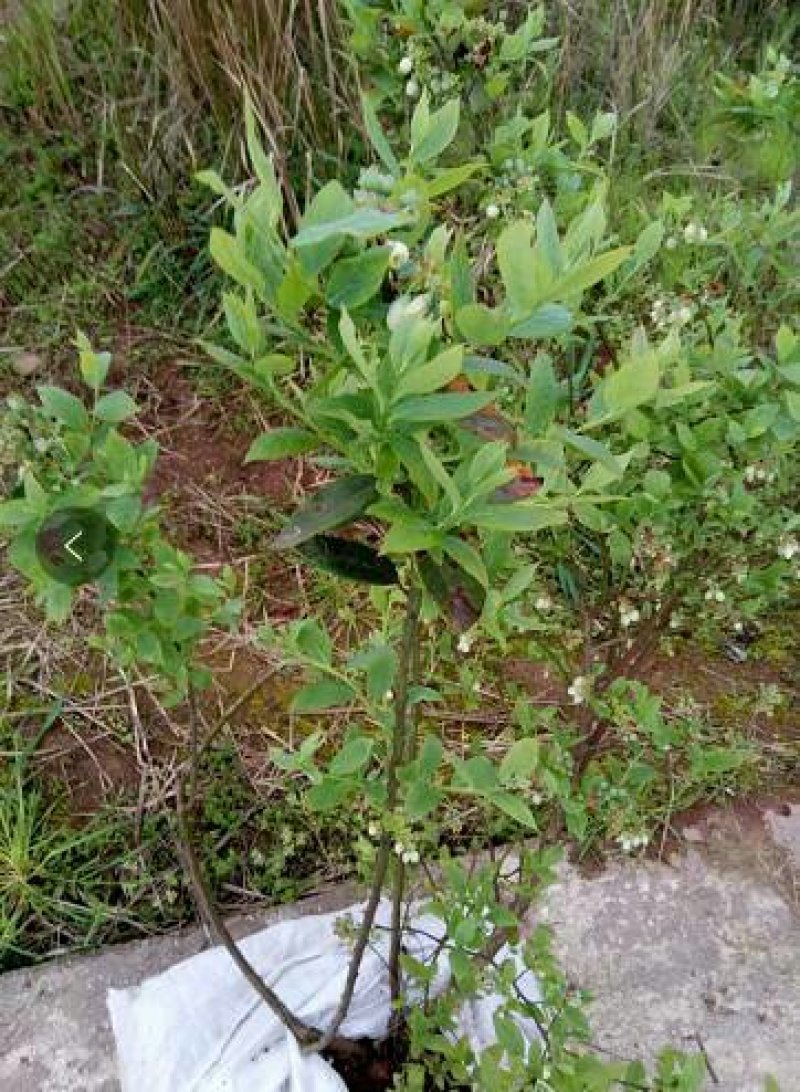 蓝莓