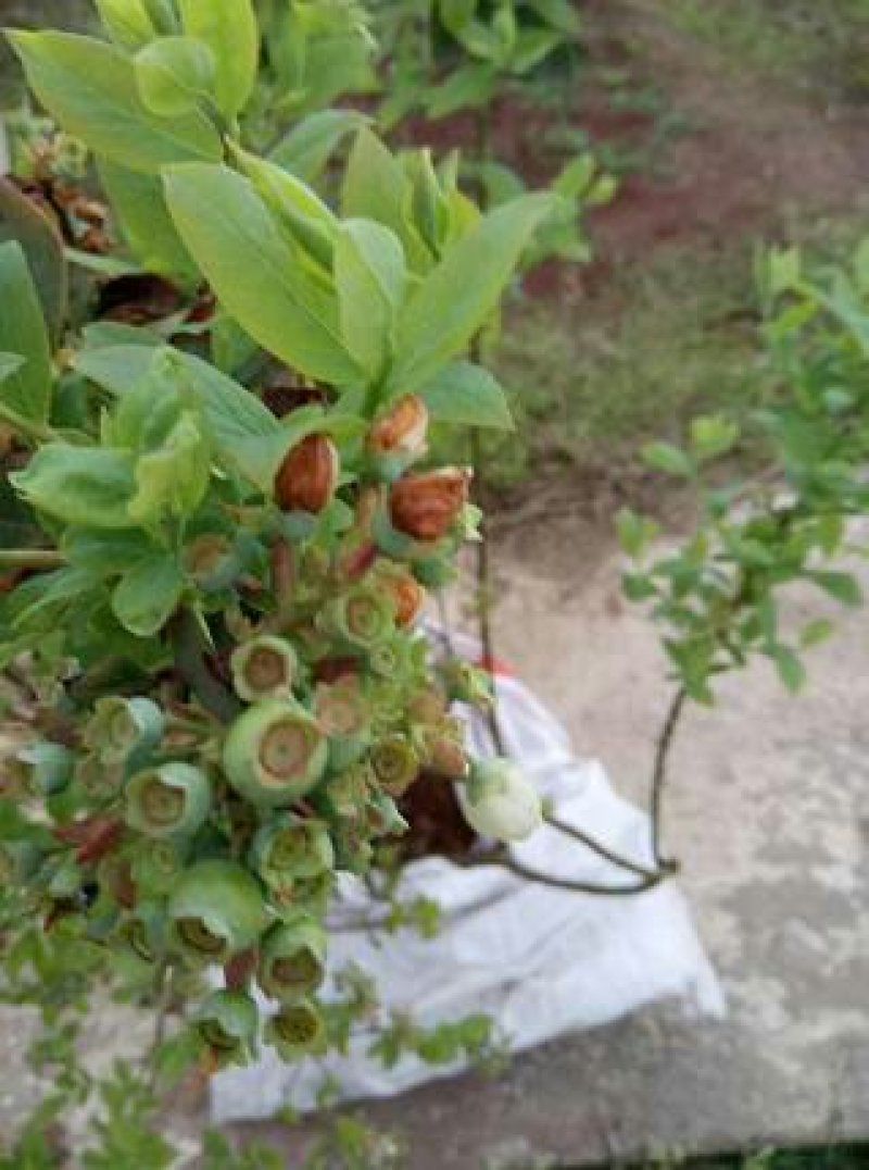 出售明年可以结果的蓝莓树
