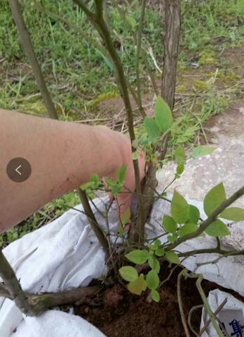 出售明年可以结果的蓝莓树