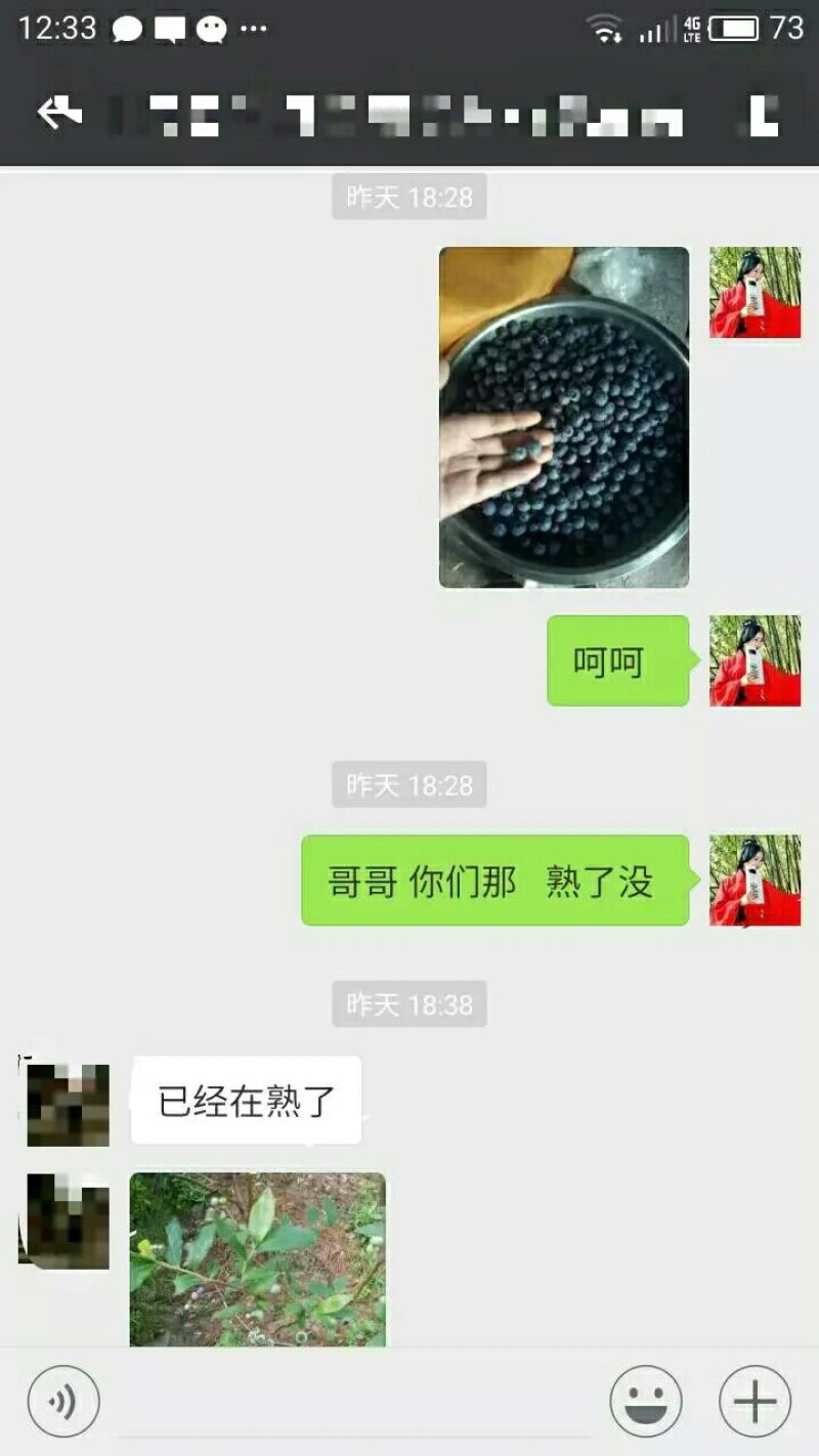 出售明年可以结果的蓝莓树