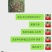 出售明年可以结果的蓝莓树