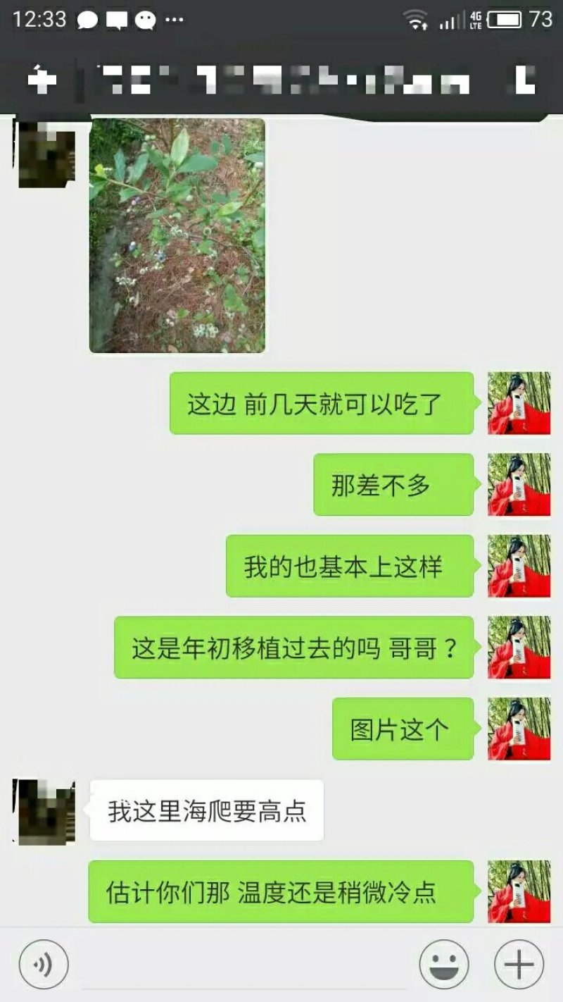 出售明年可以结果的蓝莓树